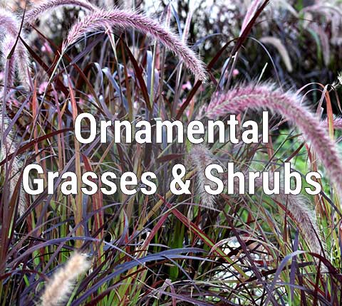Ornamental Grasses and Shrubs