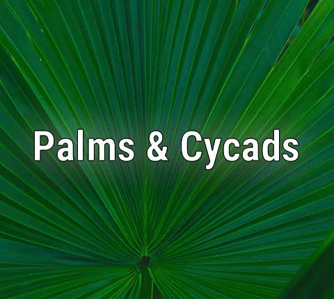 Palm trees and Cycads
